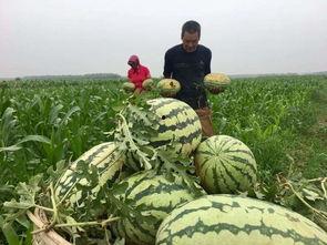 吃瓜群众在七零 简介,吃瓜群众的日常生活与时代变迁