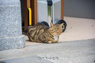 吃瓜群众动物打架,一场吃瓜群众的观战记